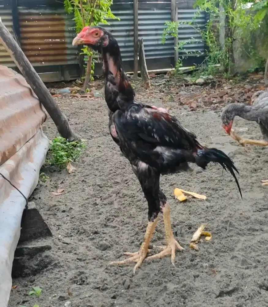 Ayam Khoytrad ...