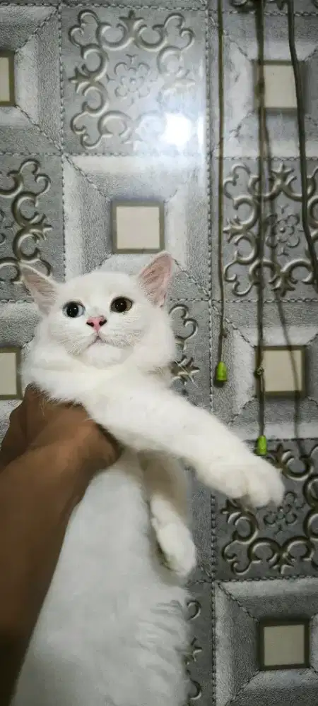 kucing persia kitten odd eye