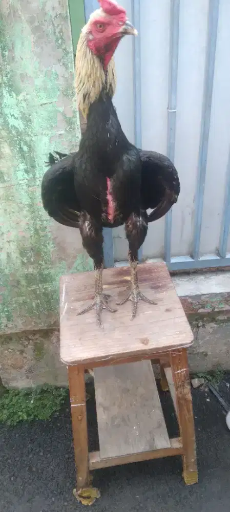 Ayam bangkok(mangon) usia 12 bln
