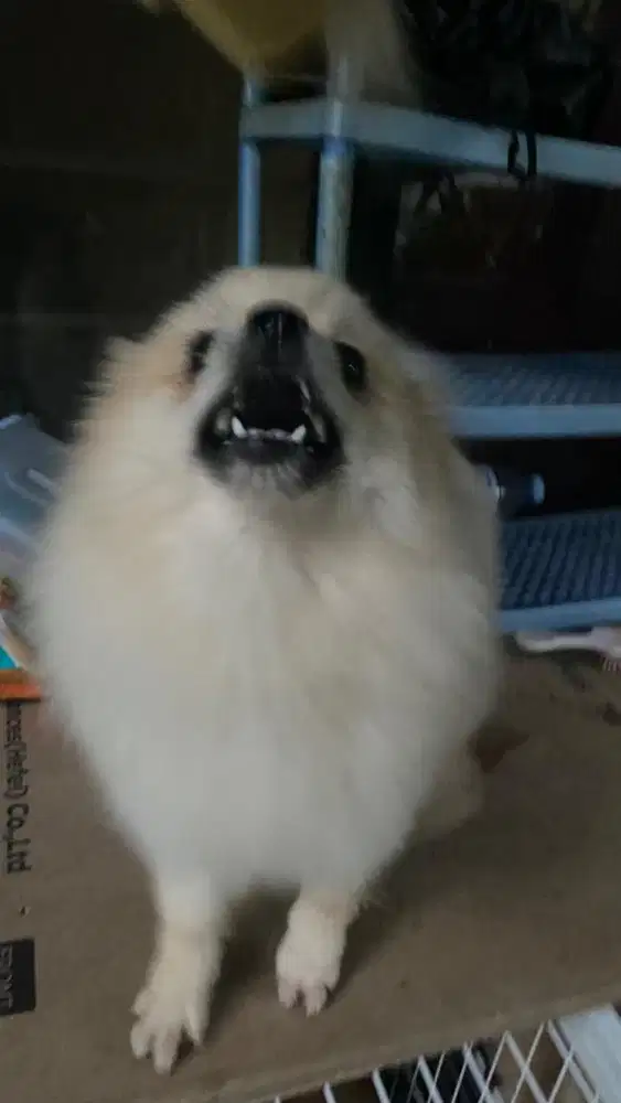 anjing minipom betina
