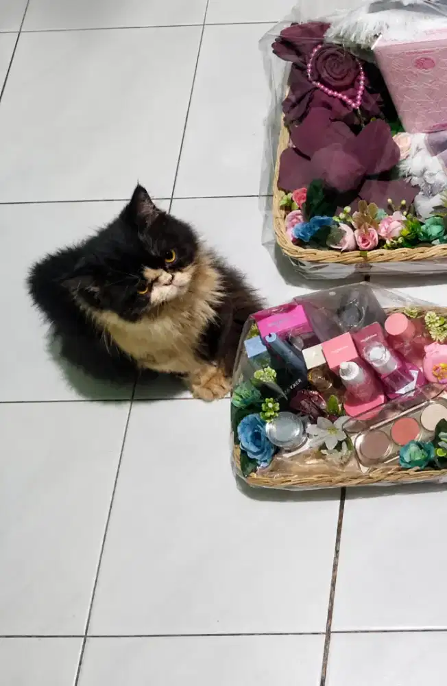 Kucing peak nose Gratis
