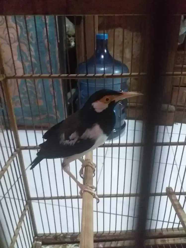 jalak suren jawa udah rajin bunyi