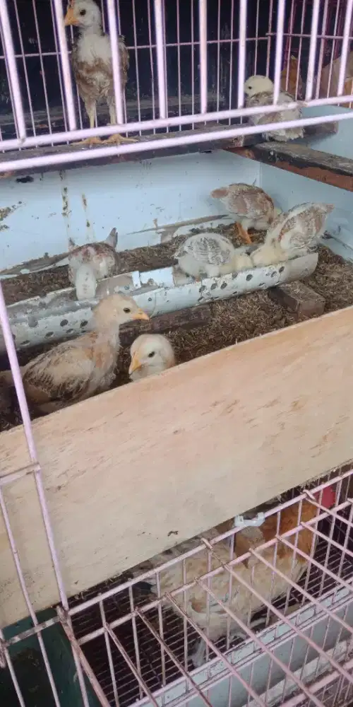 Anakan ayam elba usia 1 bulan
