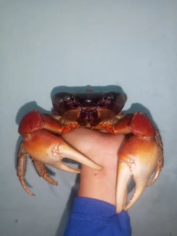 kepiting darat peliharaan