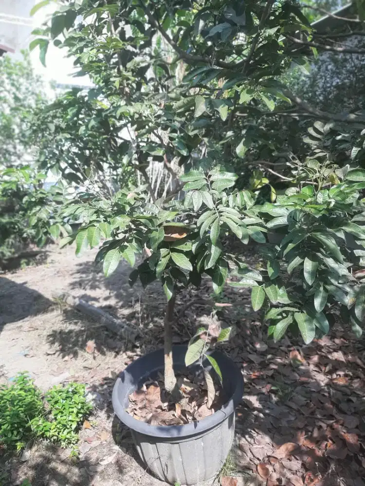 Pohon Kelengkeng Matalada