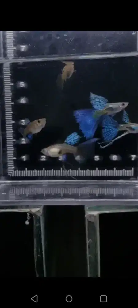 Guppy blue glass ribbon