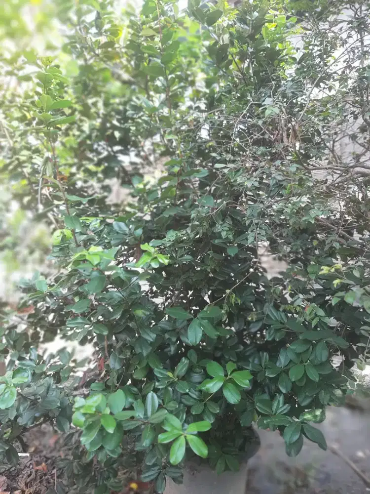 Pohon Buah Grumichama