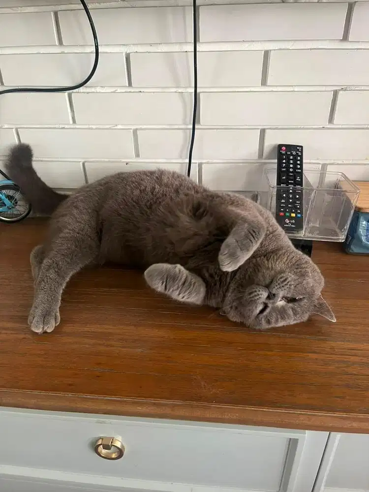 Kucing BSH british short hair