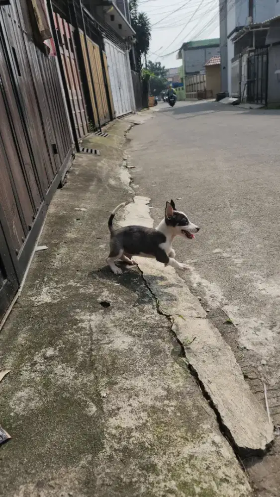 Anjing mix bred 3. Bulan