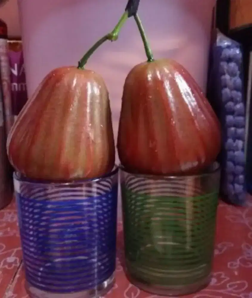 Pohon Buah Produksi