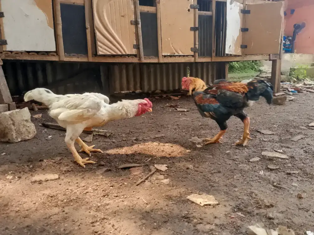 Ayam ko shamo paket jantan 2 betina 1