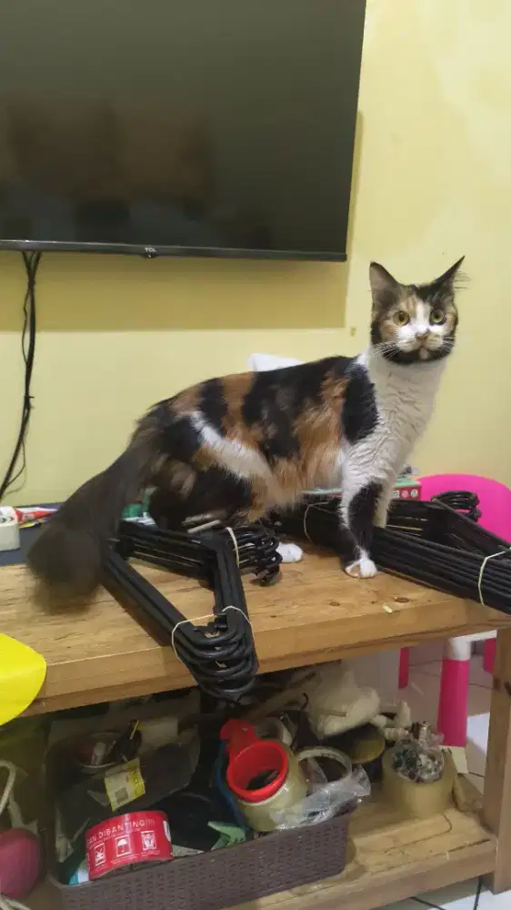 KUCING CALICO NURUT LUCU JINAK SUDAH STERIL