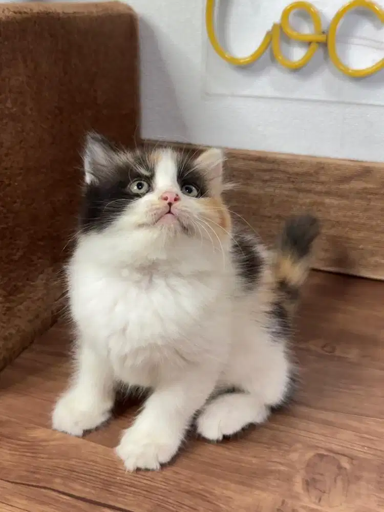 Kitten Kucing Persia