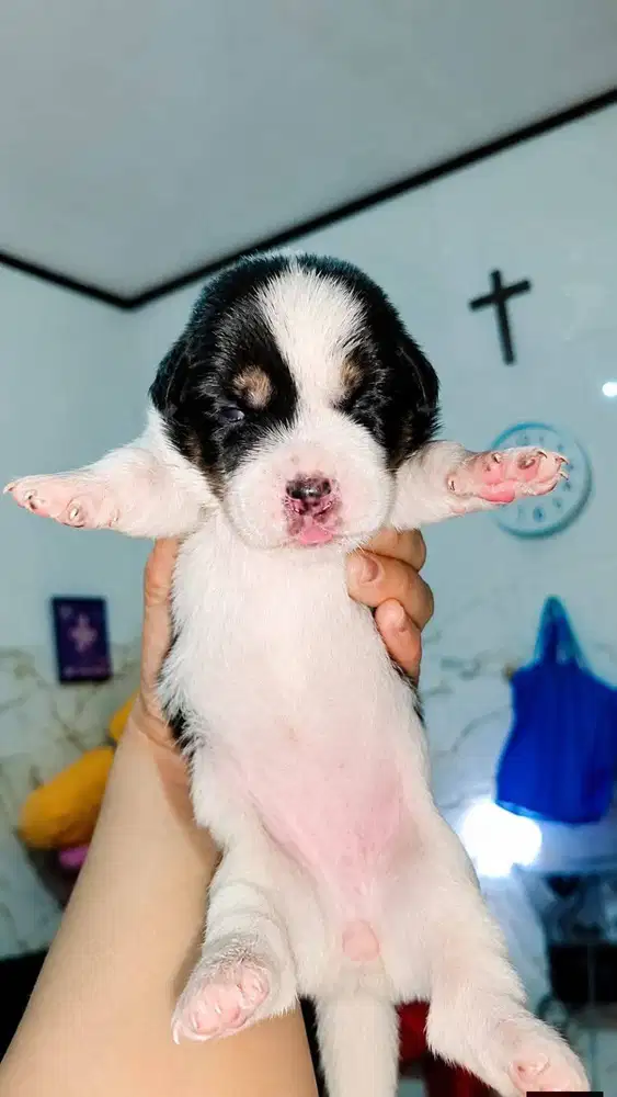 JUAL ANAK BEAGLE MIX CORGI