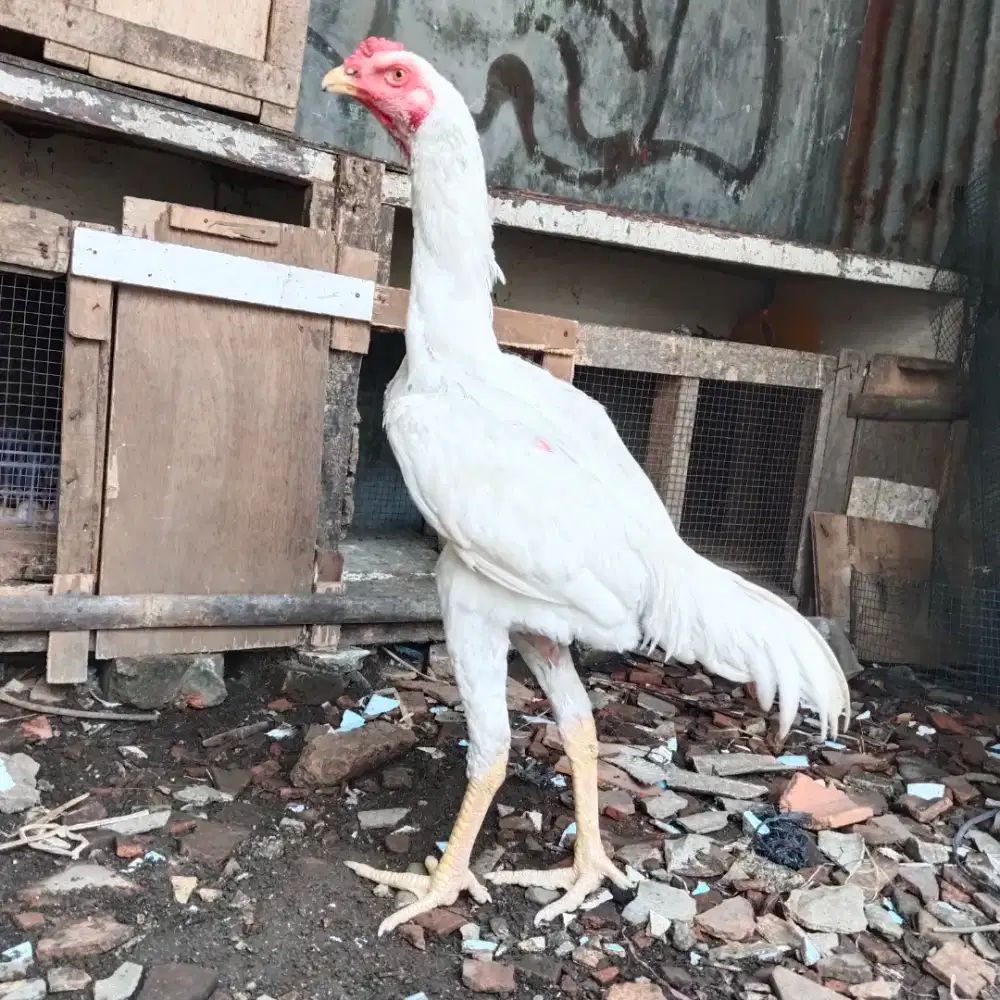 Ayam Shamo Eropa