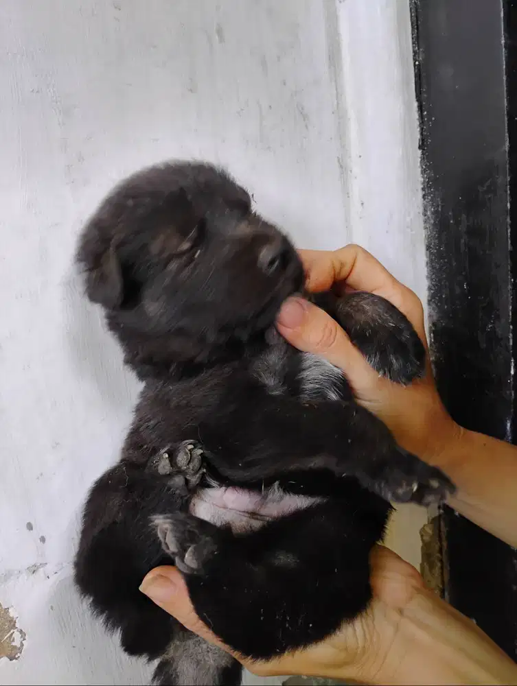 Ada yang baru anak herder mix husky