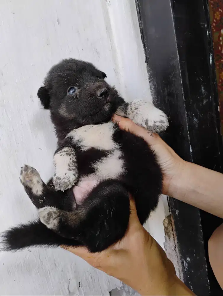 Ada yang baru anak herder mix husky