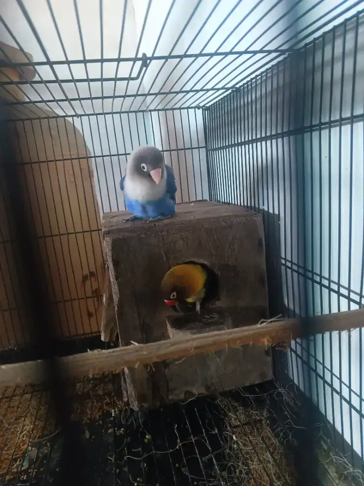 lovebird ternak
