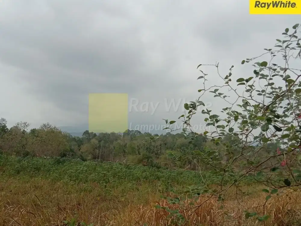 dijual tanah di gedong tataan, pesawaran (kode : ALF 3584)