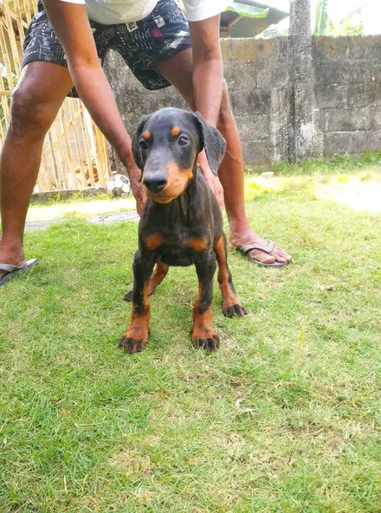 doberman jantan