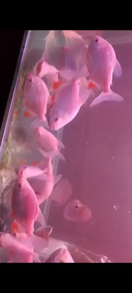 Ikan bawal/pacu albino tankmate arwana/predator