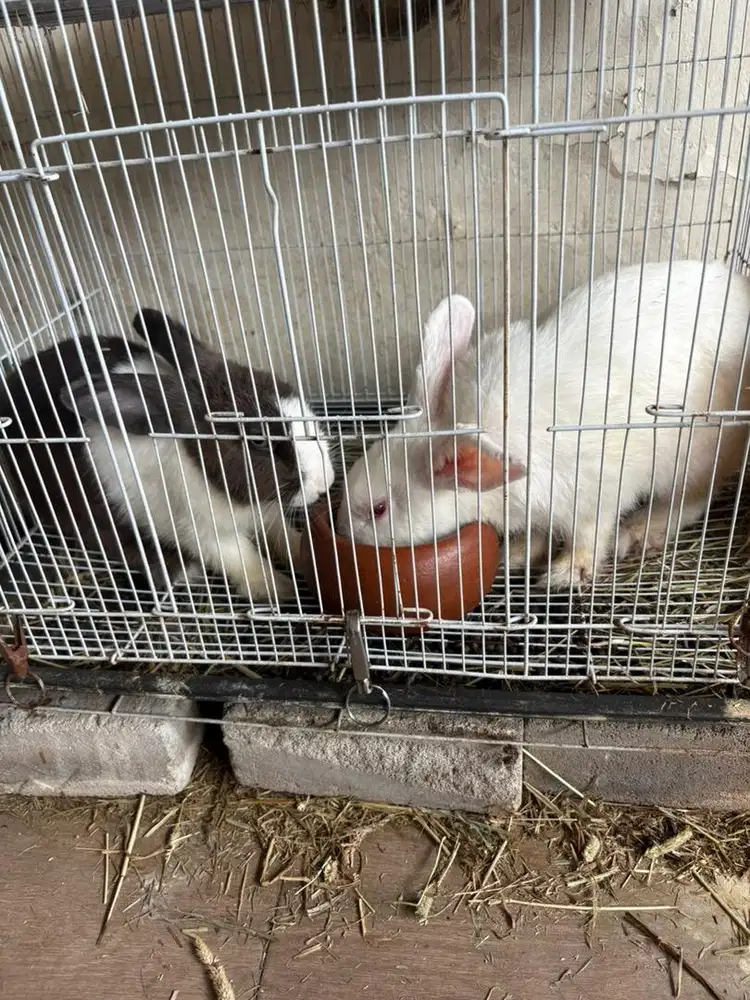Open adopt kelinci