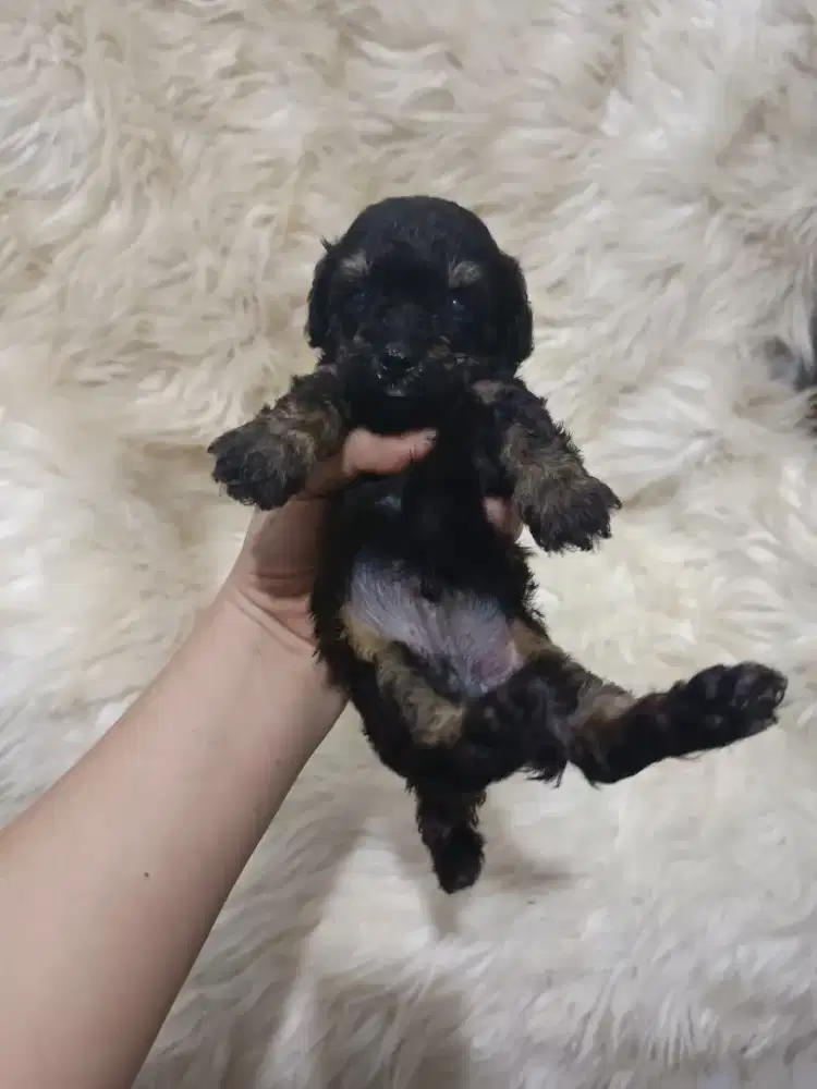 Poodle jantan phantom