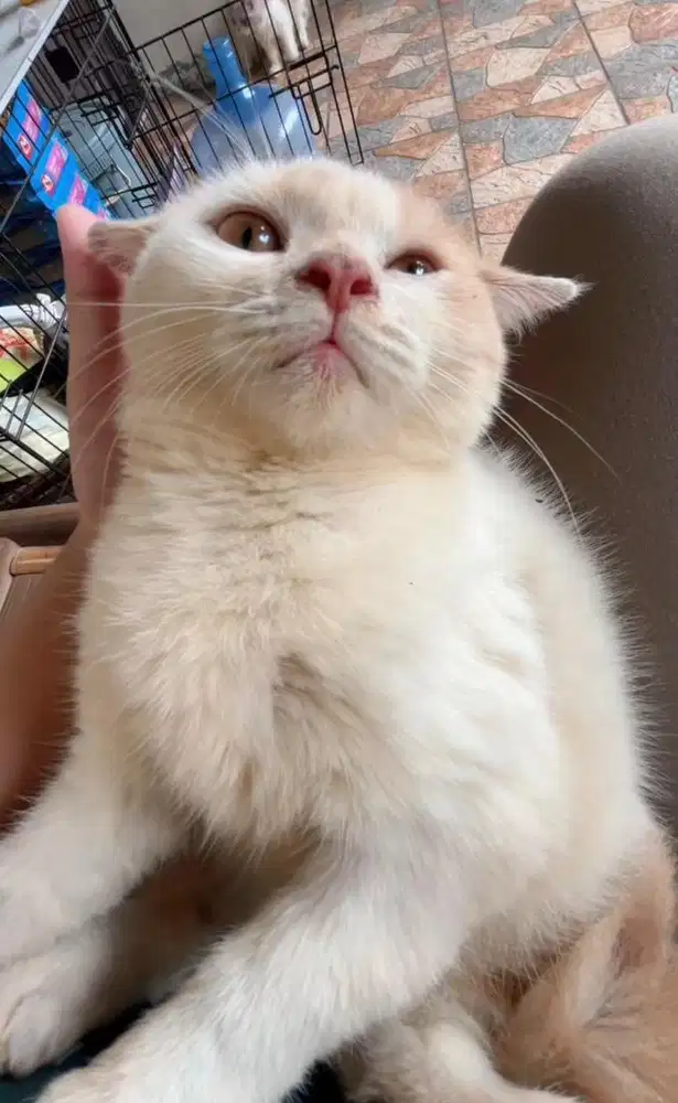 Shorthair - Bsh x Munckhin