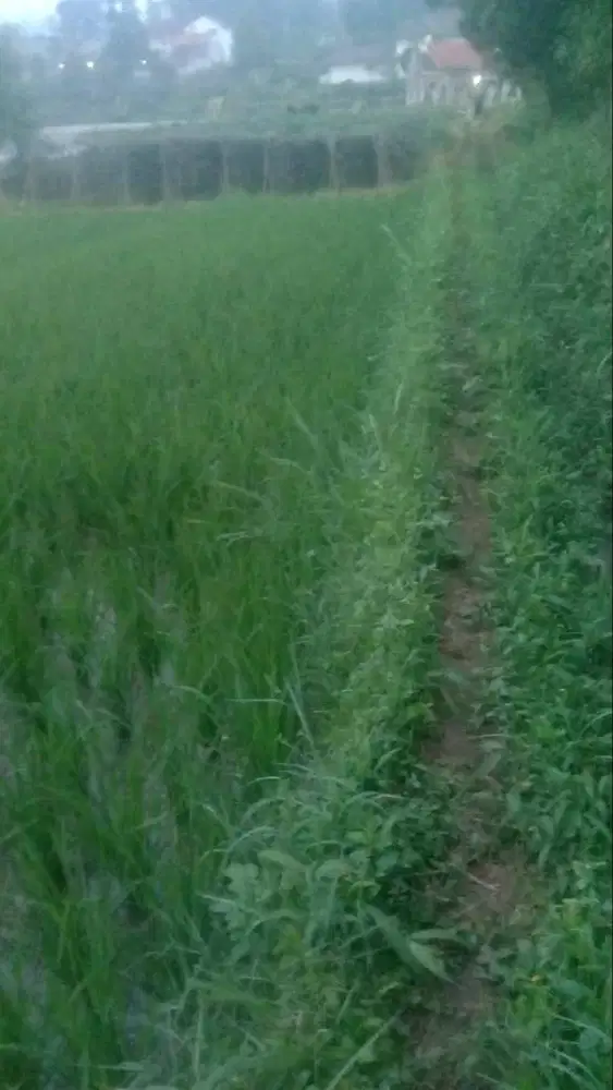 Jual Kebon/Sawah