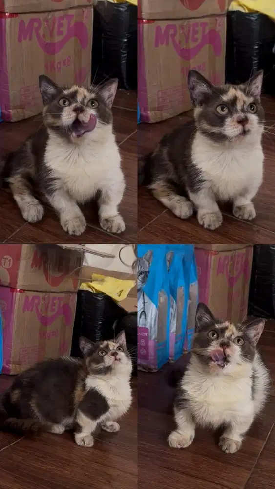 Kitten Munckhin Betina