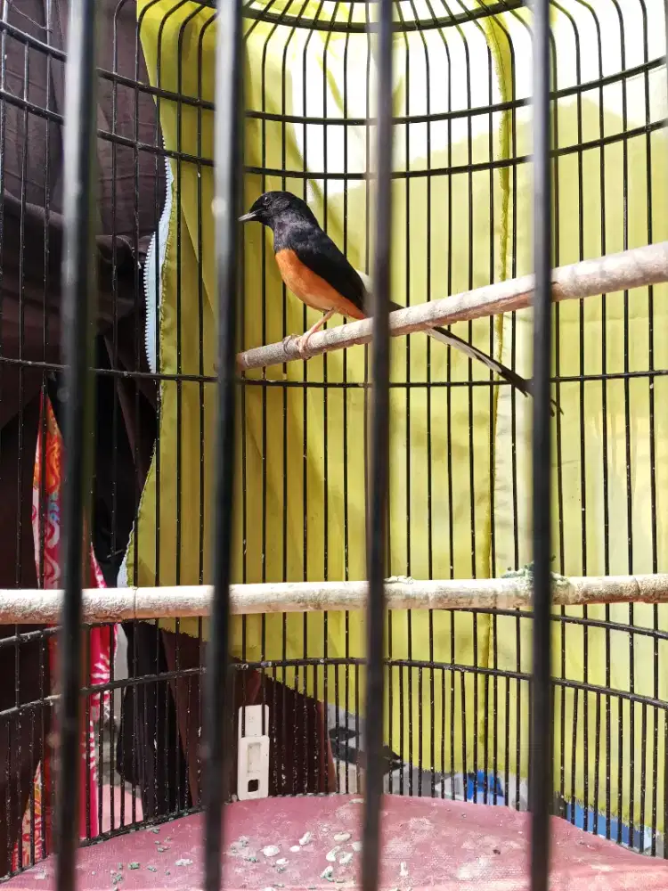 Di jual murai batu