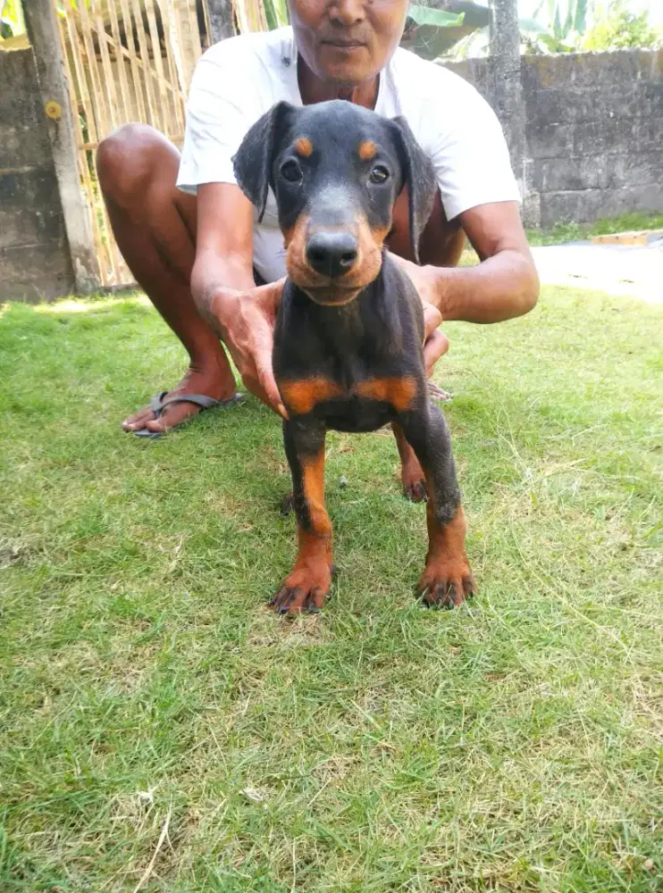 doberman betina