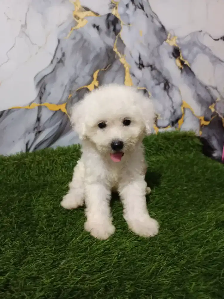 Bichon jantan turunan imp korea