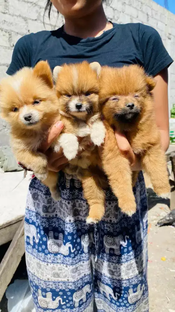 Anak anjing minipom no mix betina