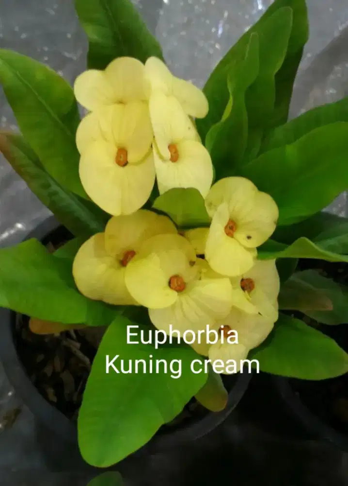 Tanaman hias berduri euphorbia kuning cream