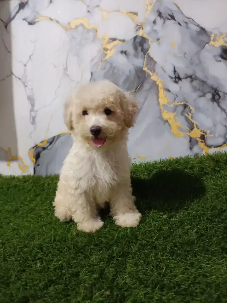 Poodle betina warna putih gading
