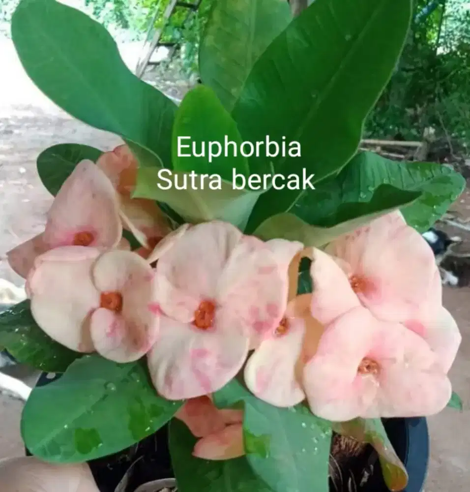 Tanaman hias berduri euphorbia sutra bercak