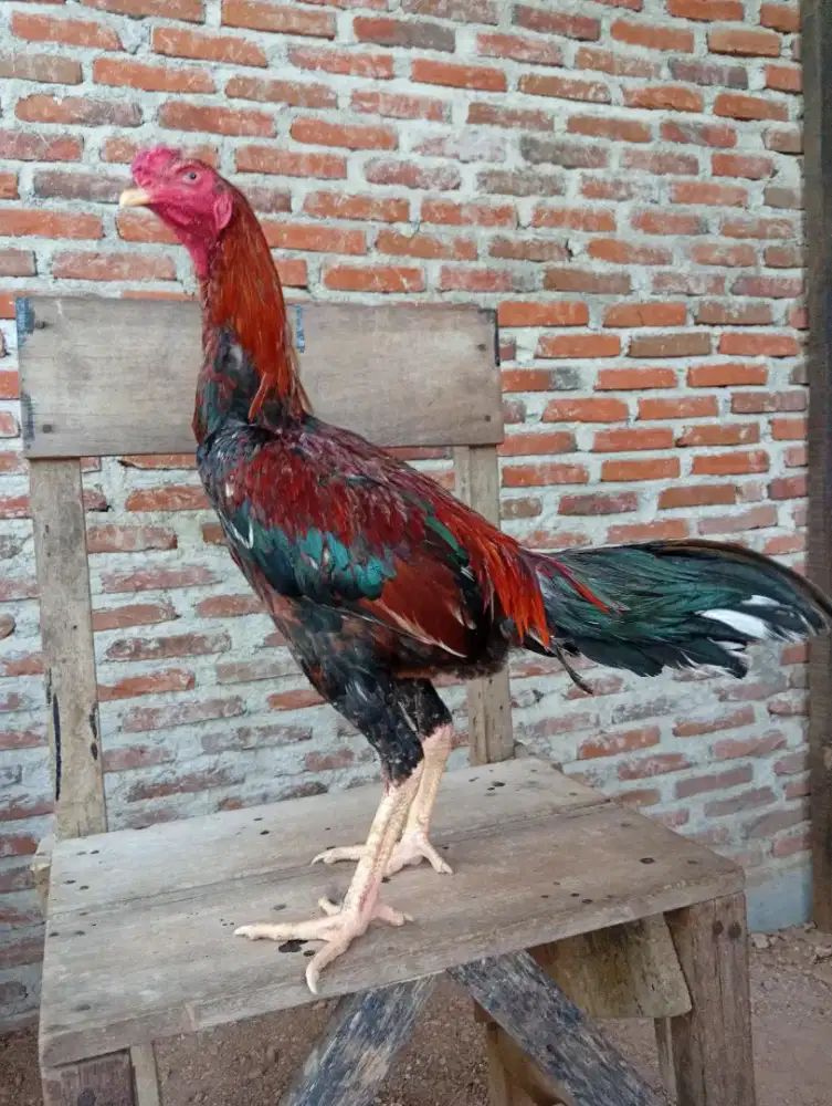 Ayam Mangon Jantan