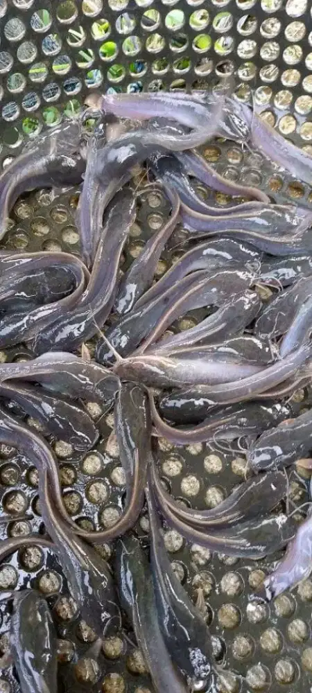 Bibit ikan lele gurame nila patin