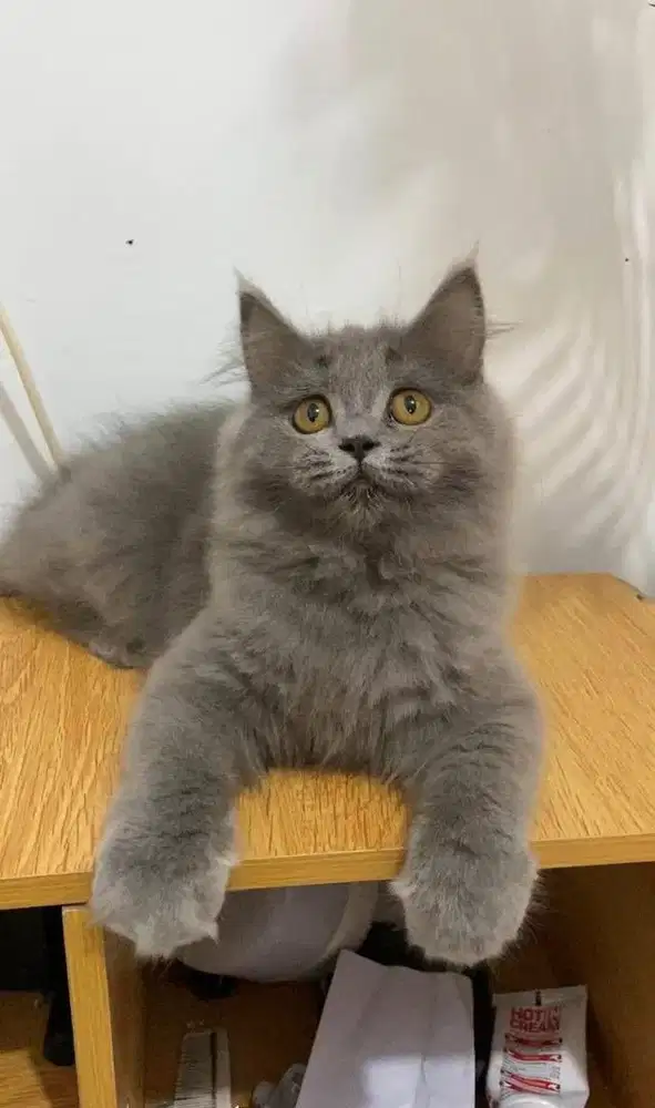 Kitten British Longhair