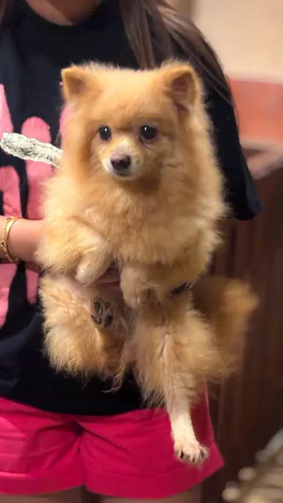 Anjing Minipom Betina