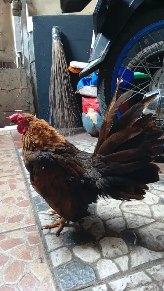 Di jual Ayam kate jantan