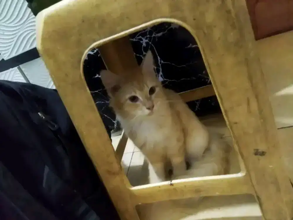 open adopsi cat