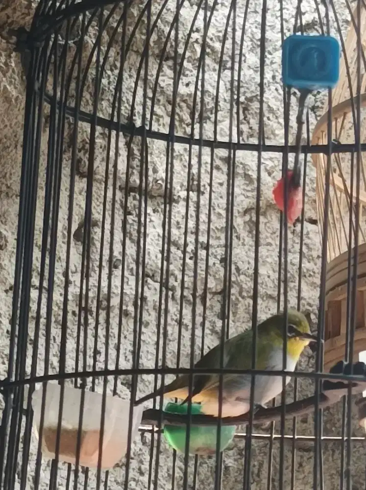 Jual burung kacamata