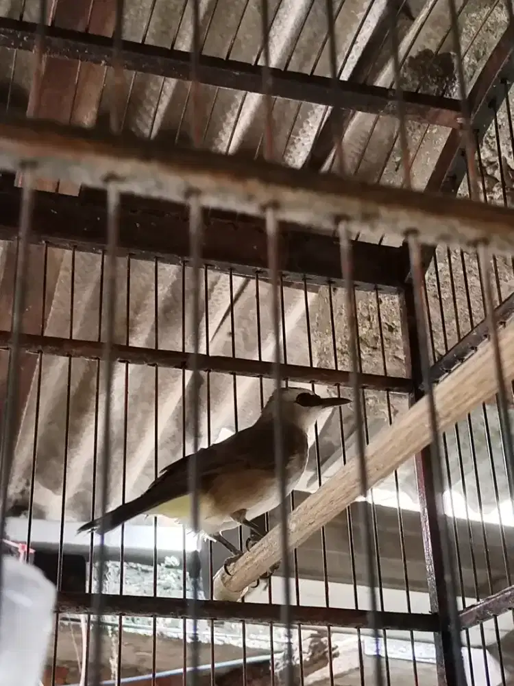 Burung trucukan gacor