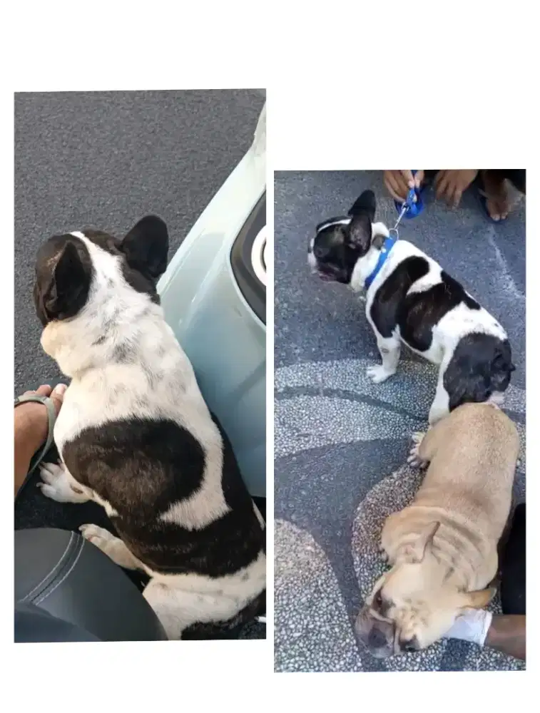 Pacak french bulldog
