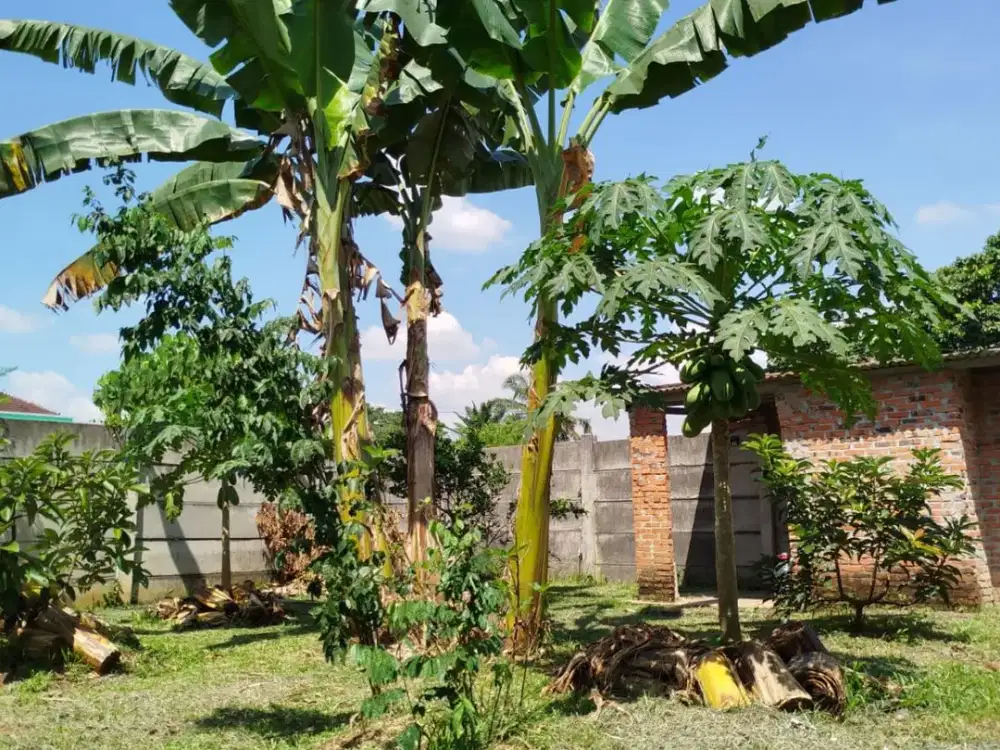 Rumah dihook dkt tol kebun luas di cluster Lembah Padi telaga Kahuripan Kemang Bogor