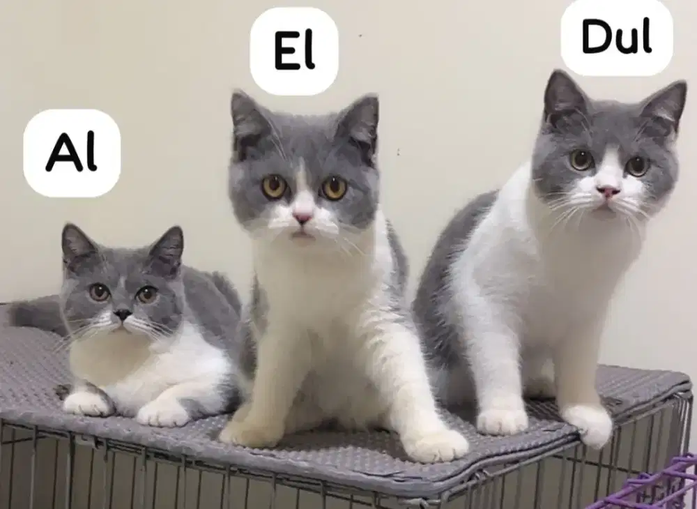 British Shorthair Bicolor Cakep