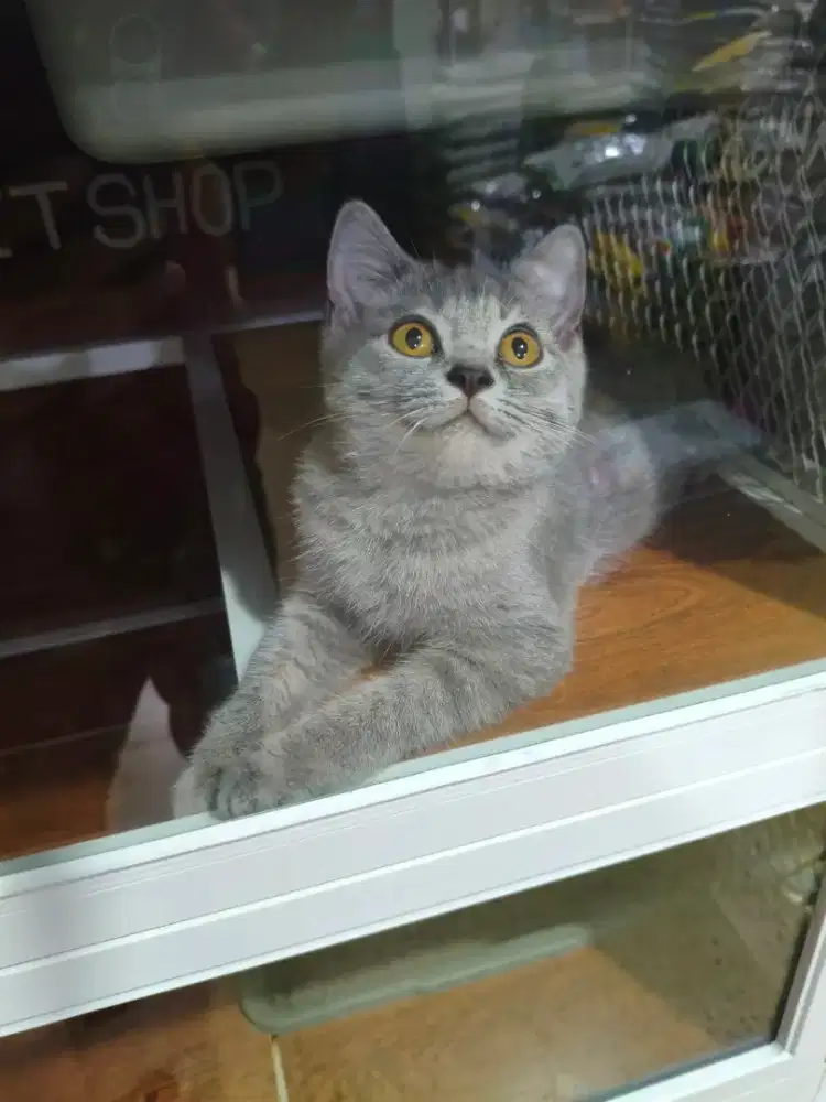 British Shorthair Grey Tabby