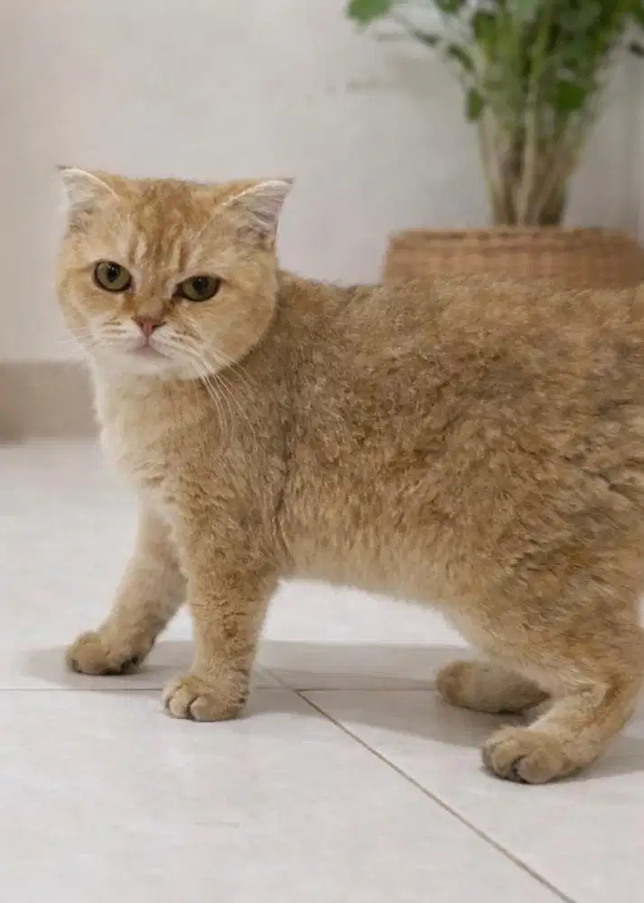 Kucing bsh double fold golden betina